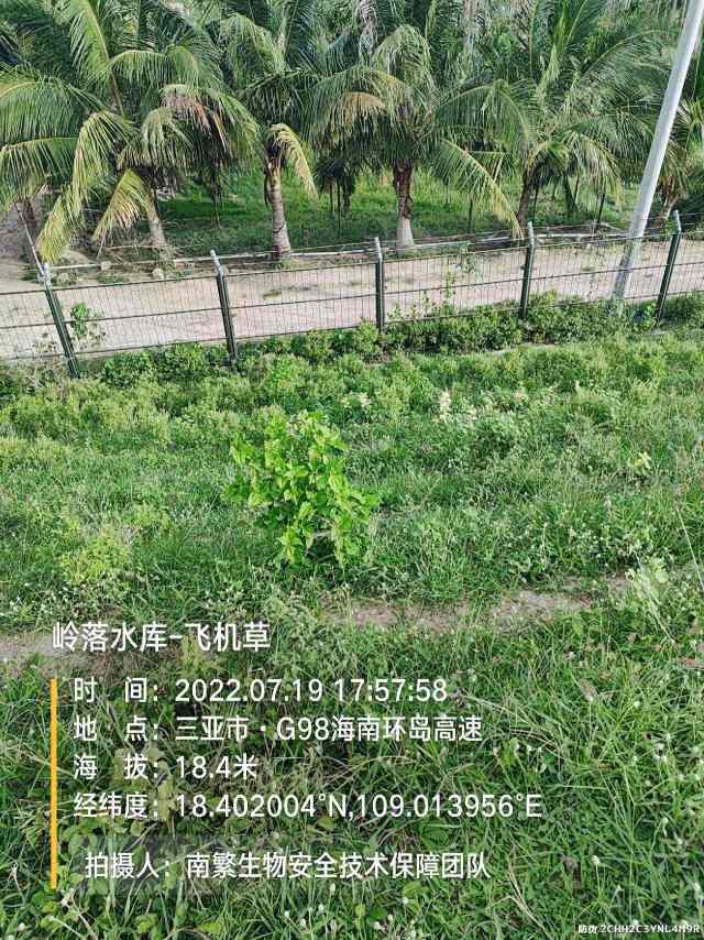岭落水库-飞机草