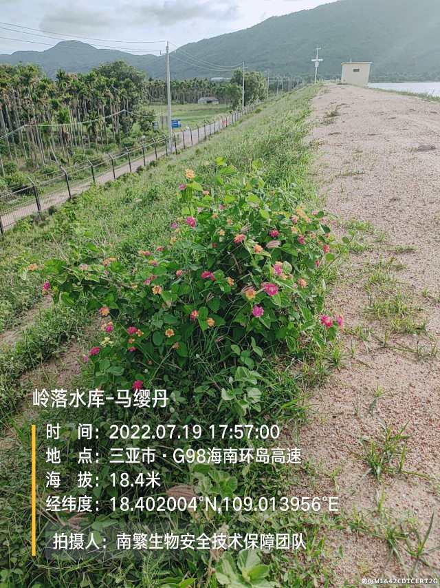 岭落水库-马缨丹