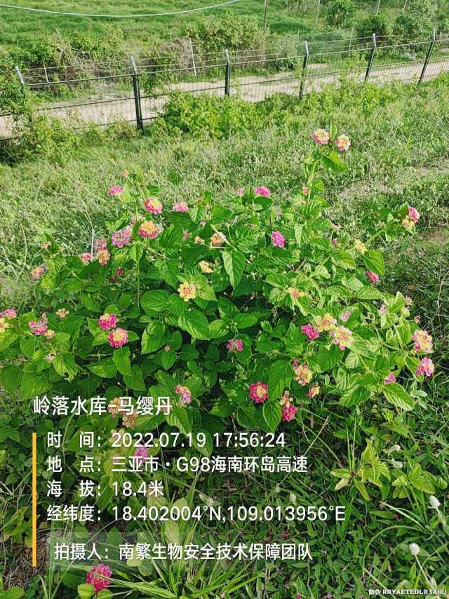 岭落水库-马缨丹
