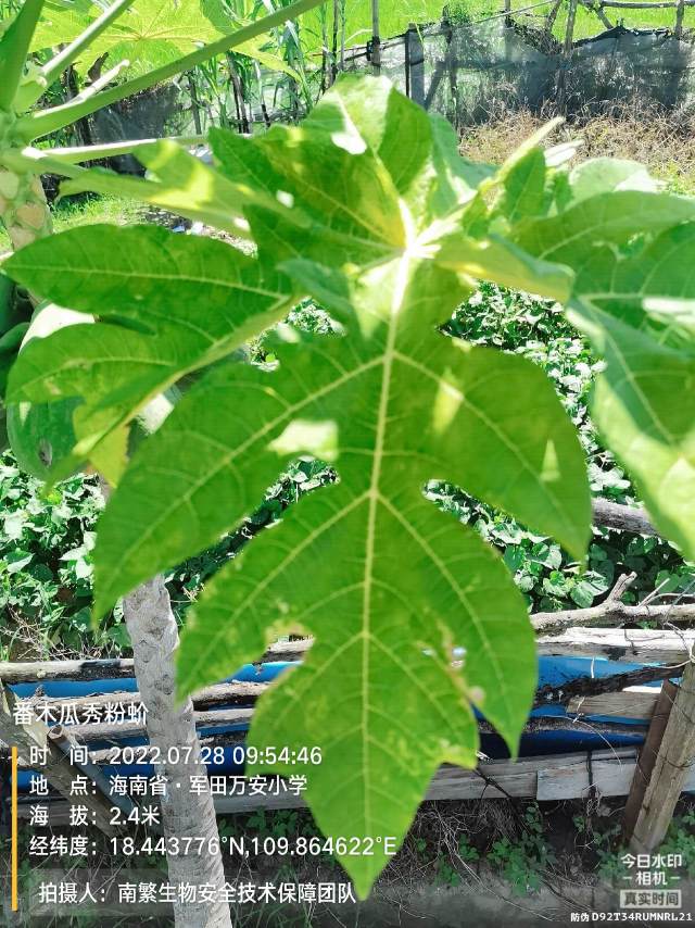 番木瓜秀粉蚧