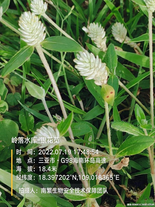 岭落水库-银花苋