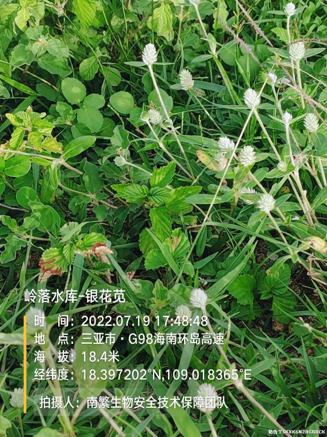 岭落水库-银花苋
