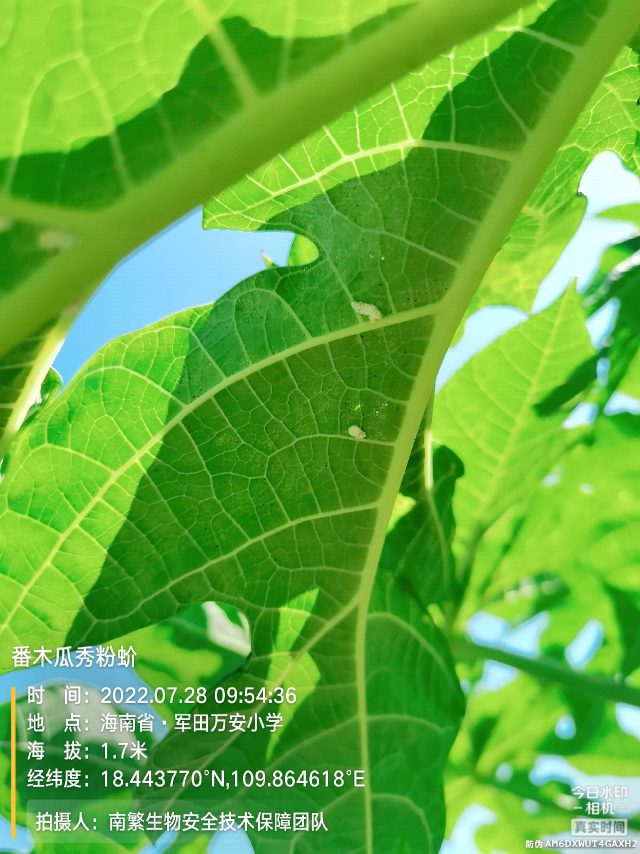 番木瓜秀粉蚧