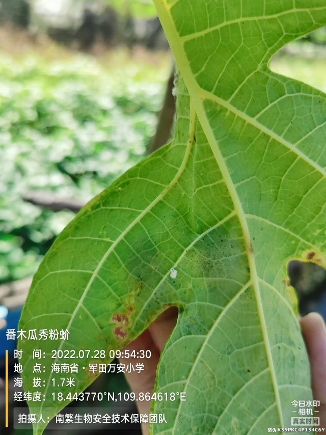 番木瓜秀粉蚧
