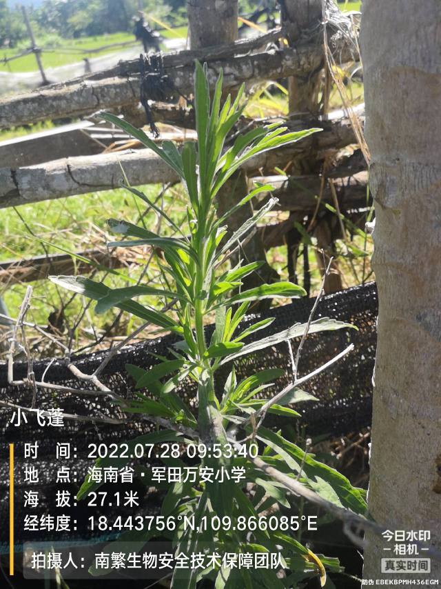 小飞蓬