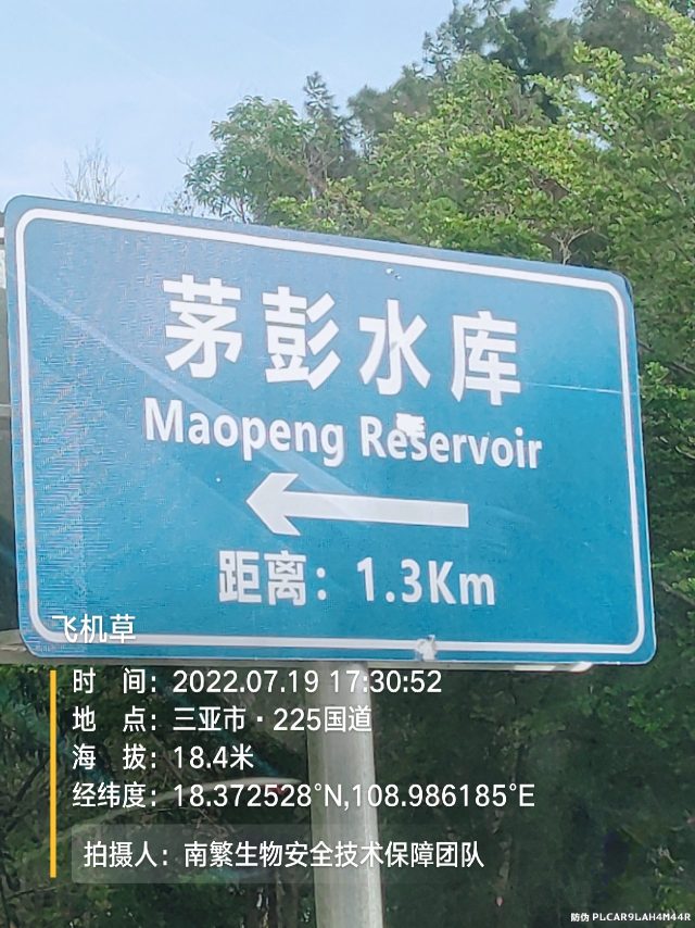 飞机草