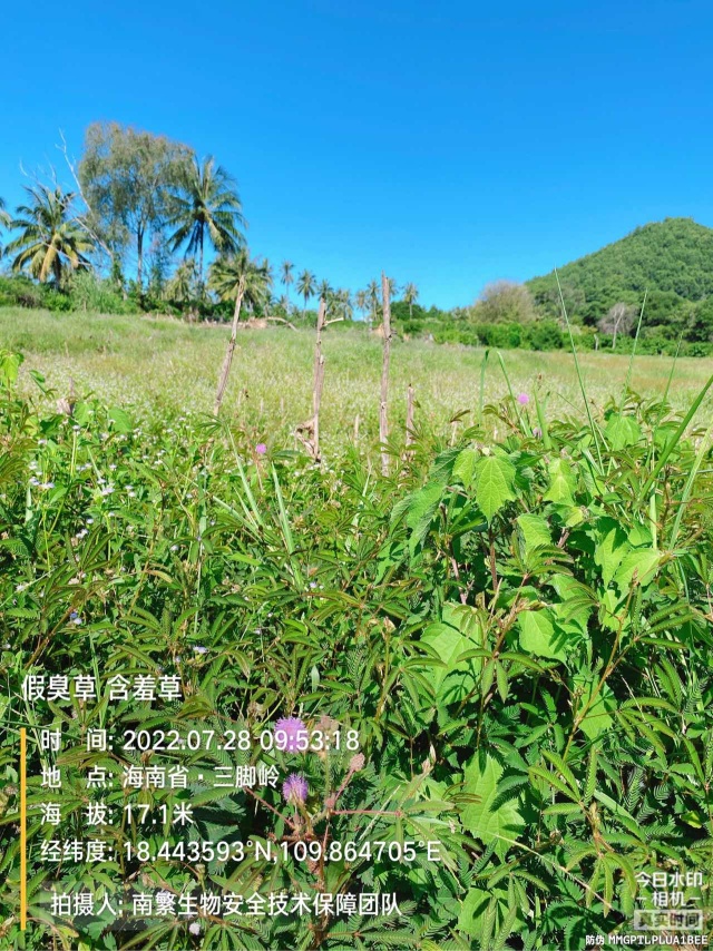 假臭草 含羞草