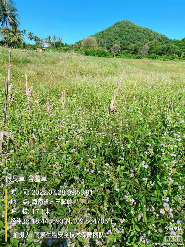 假臭草 含羞草