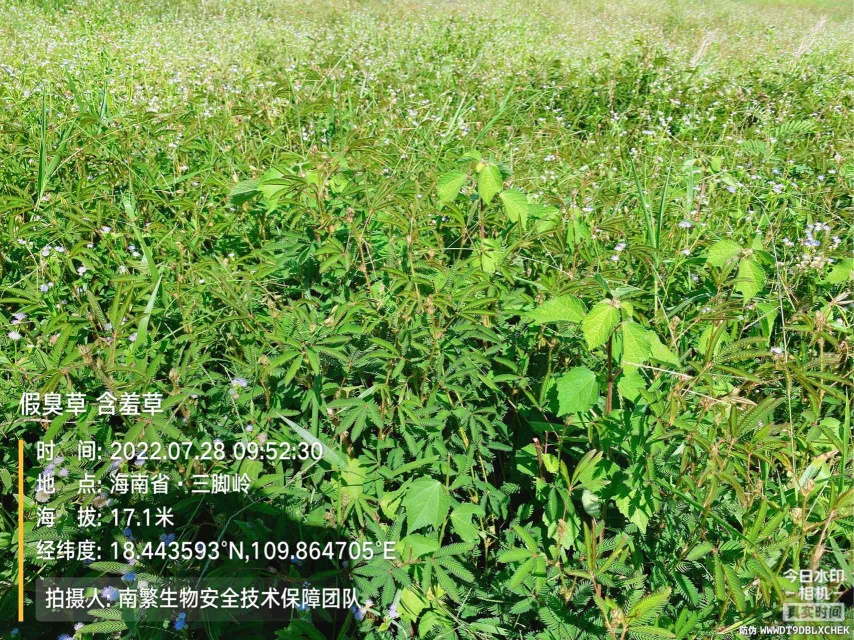 假臭草 含羞草