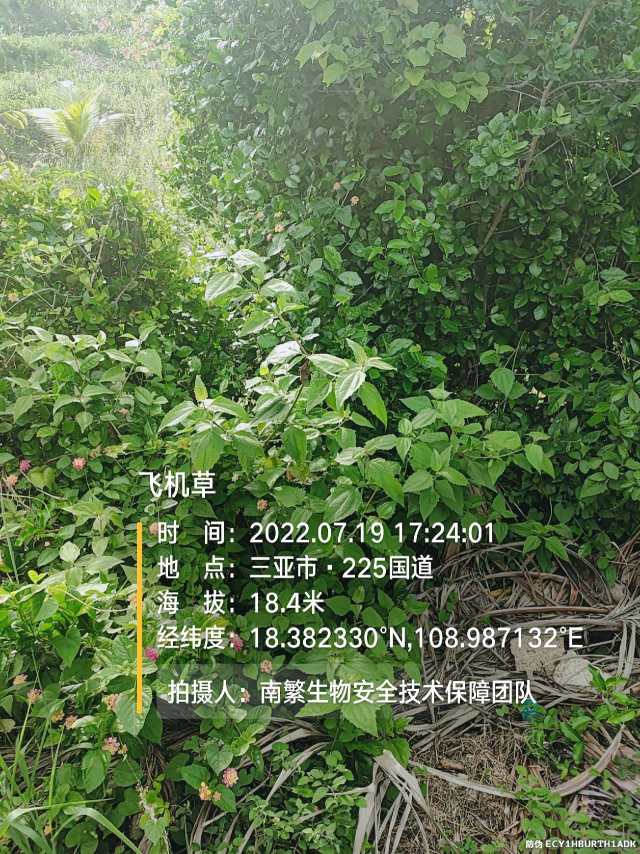 飞机草