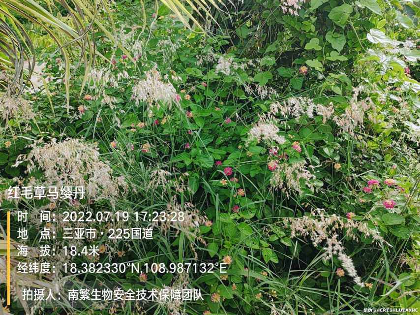 红毛草马缨丹