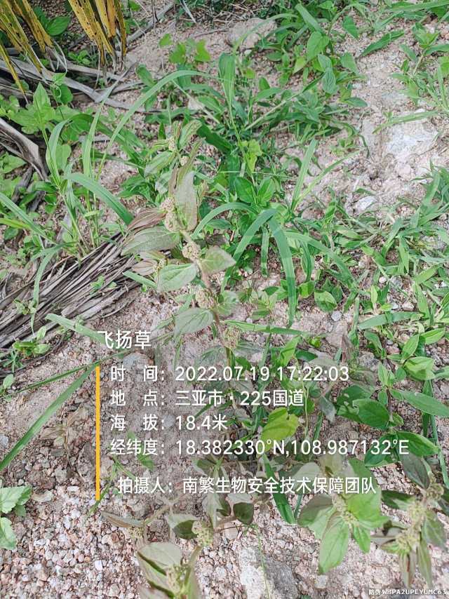 飞扬草