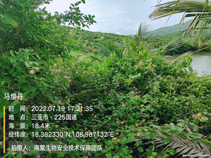 马缨丹