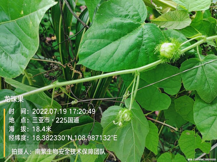 龙珠果