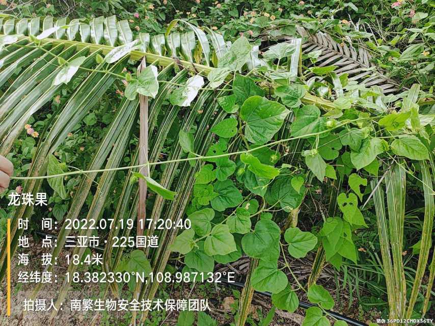 龙珠果