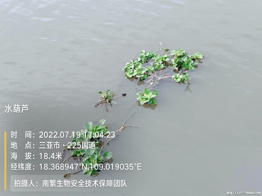 水葫芦