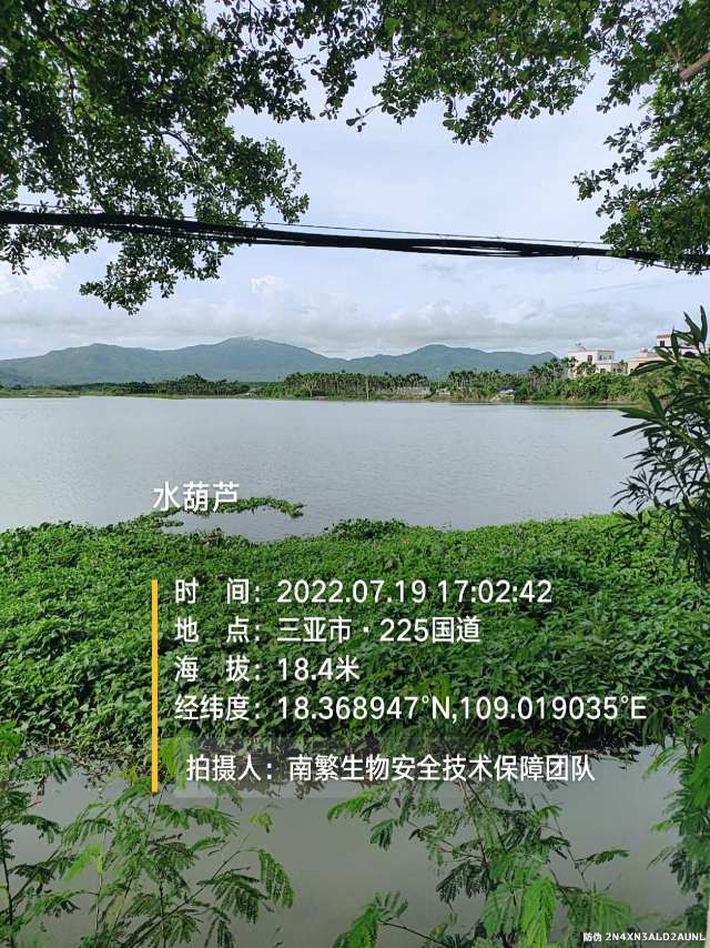 水葫芦