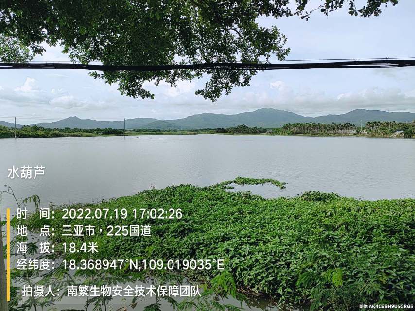 水葫芦
