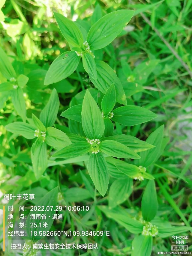 阔叶丰花草