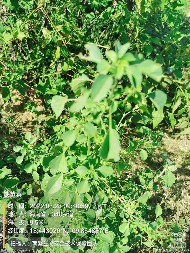 铁苋菜