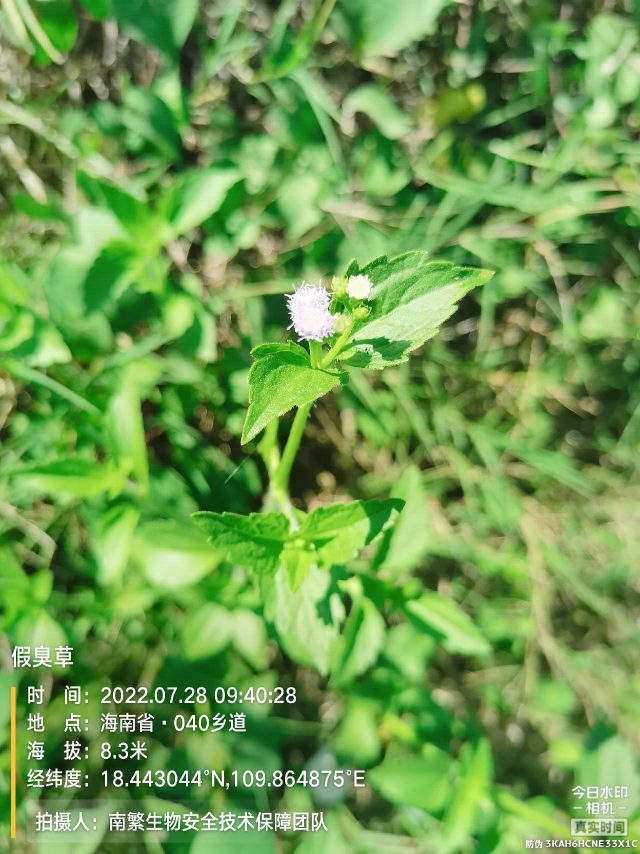 假臭草