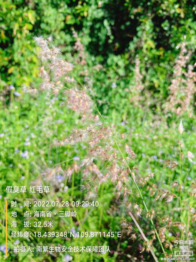 假臭草 红毛草