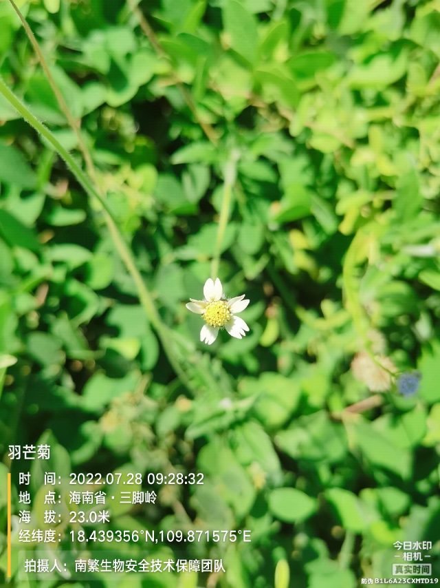 羽芒菊