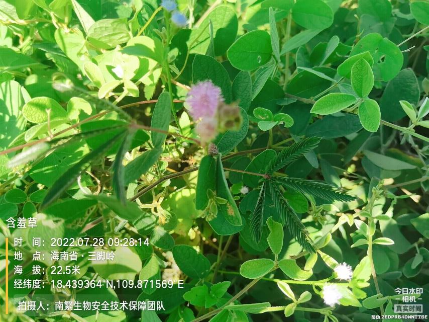 含羞草