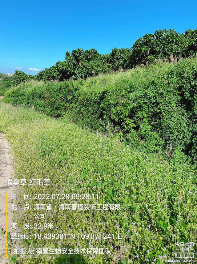 假臭草 红毛草