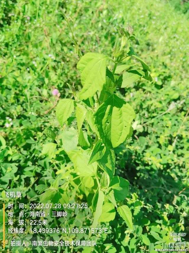 飞机草