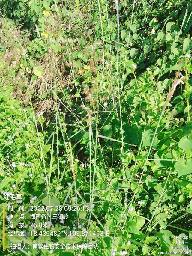 红毛草