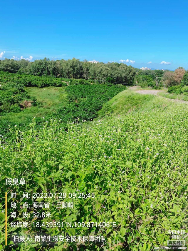假臭草