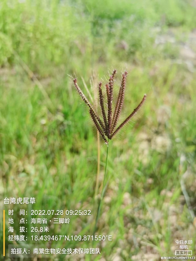台湾虎尾草