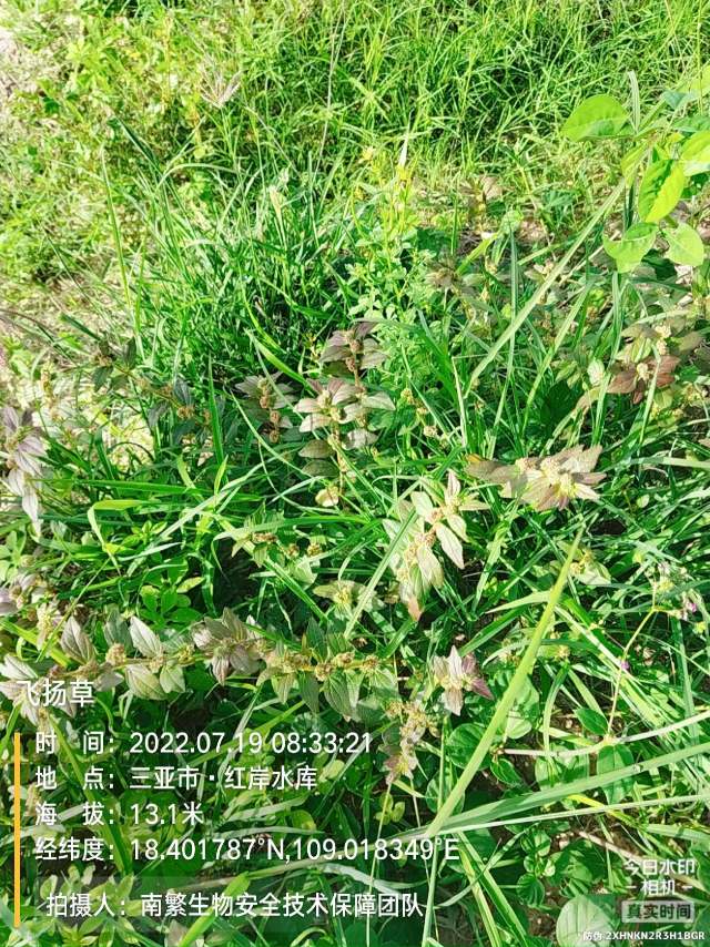飞扬草