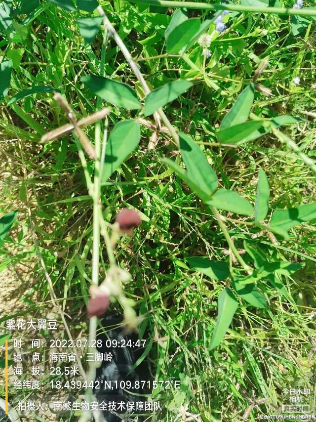 紫花大翼豆