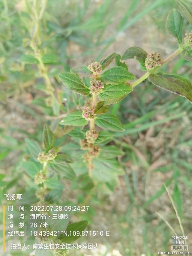 飞扬草