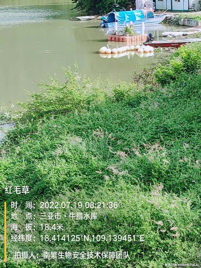 红毛草