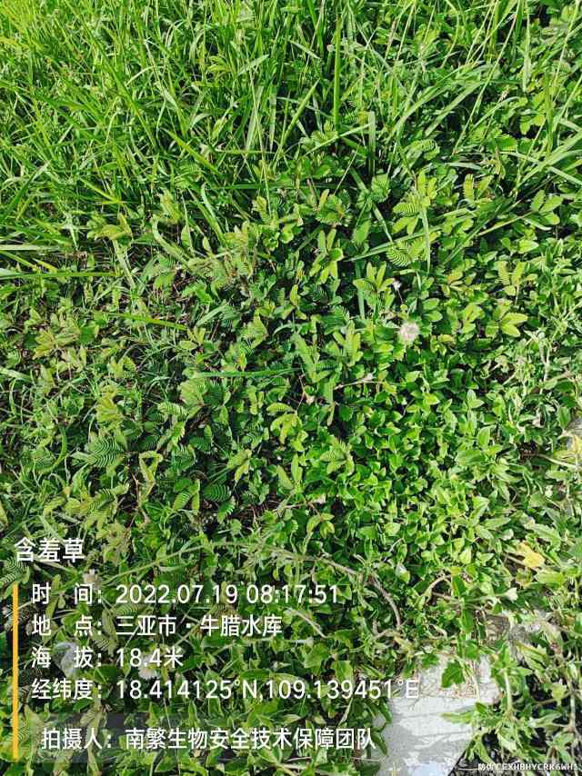 含羞草
