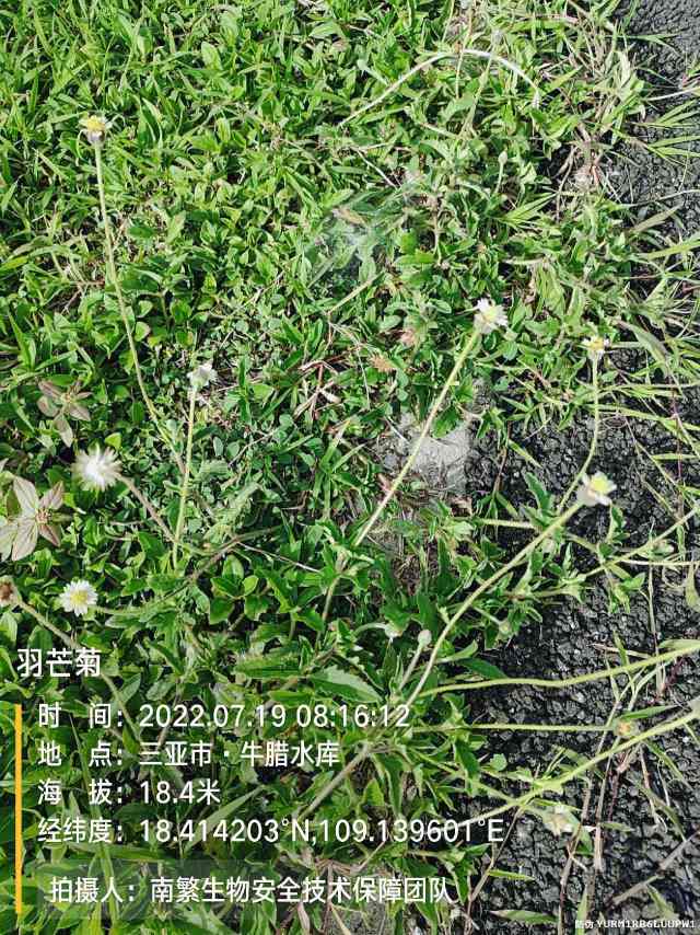 羽芒菊