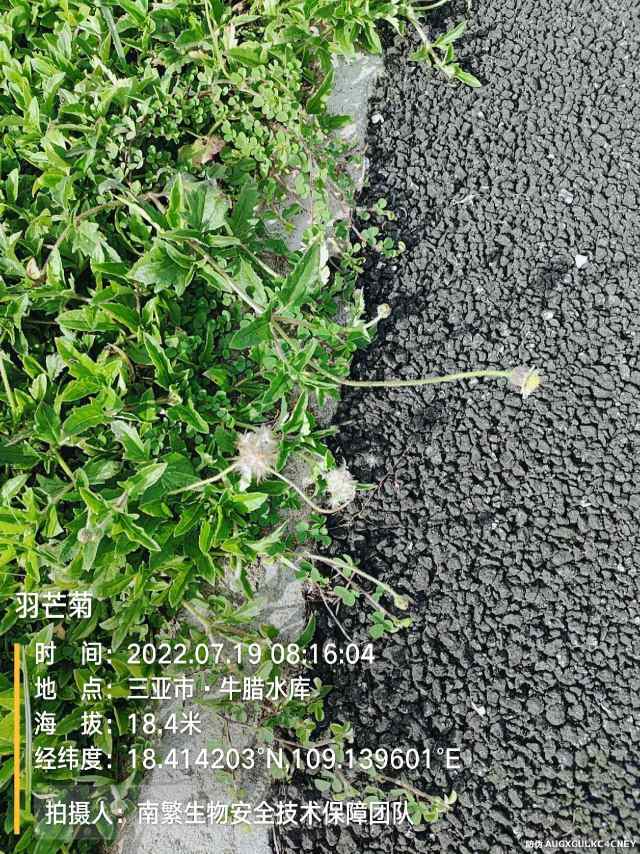 羽芒菊