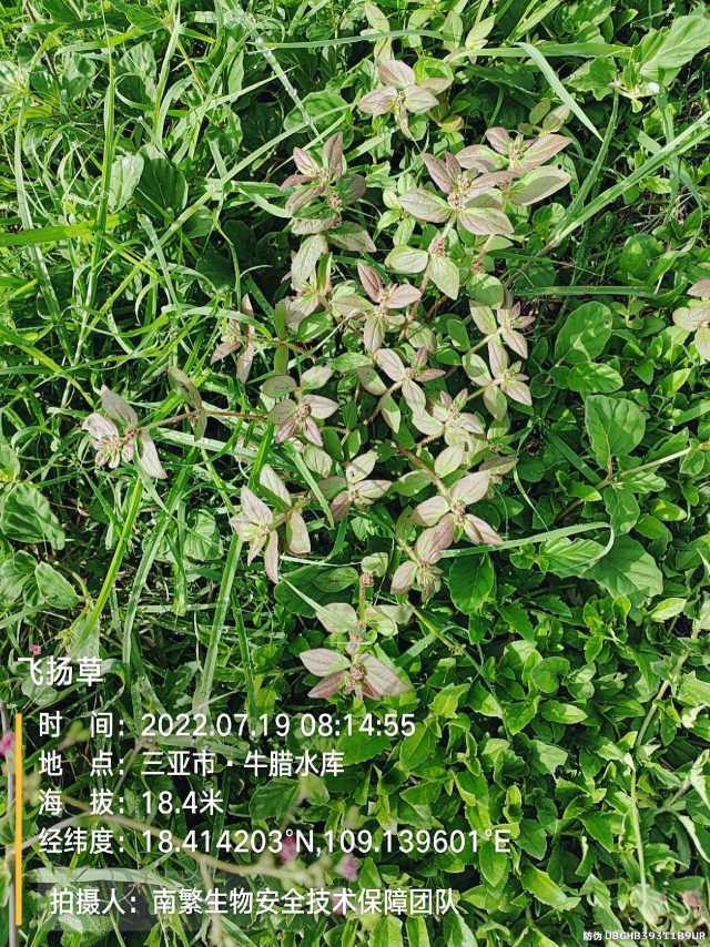 飞扬草