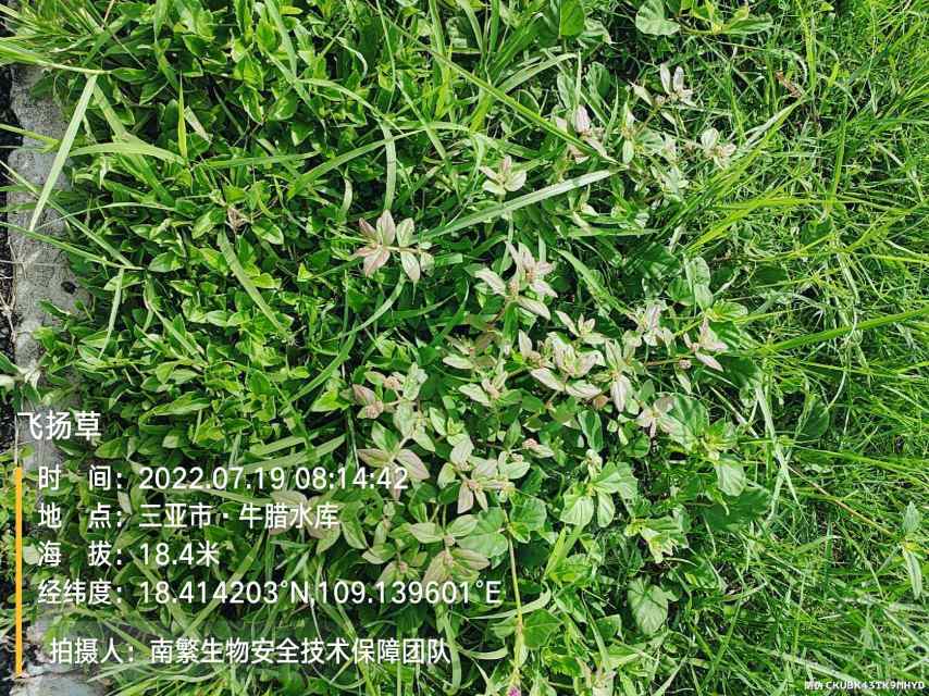 飞扬草
