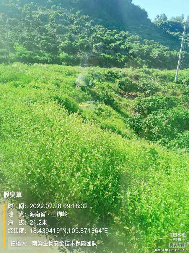 假臭草