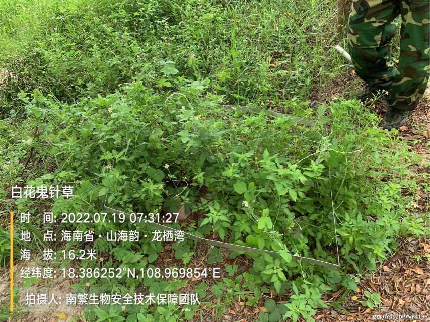 白花鬼针草