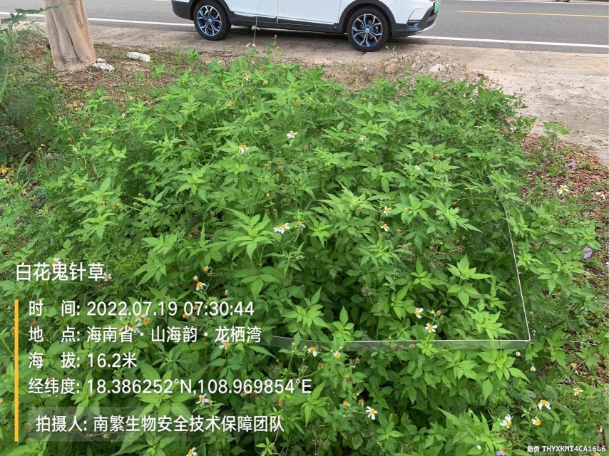白花鬼针草