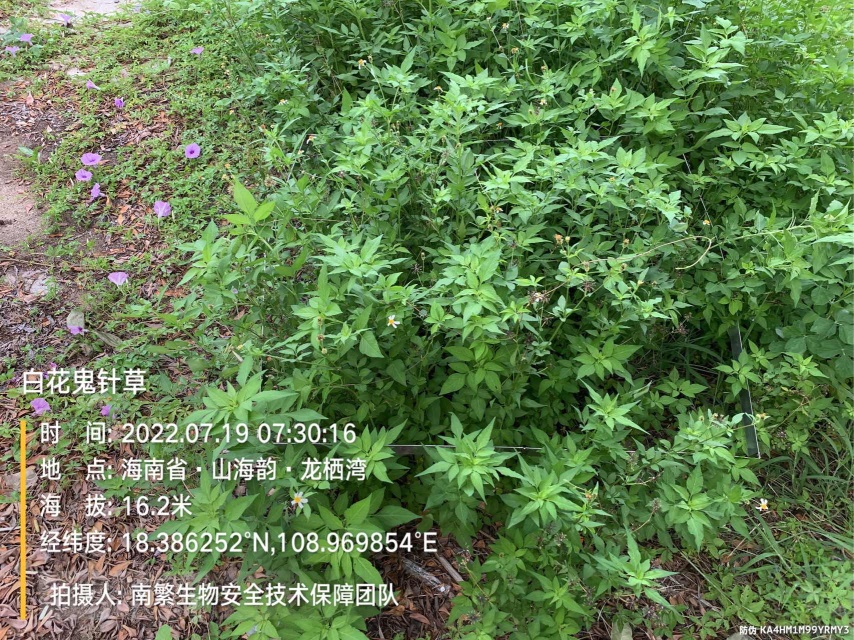 白花鬼针草