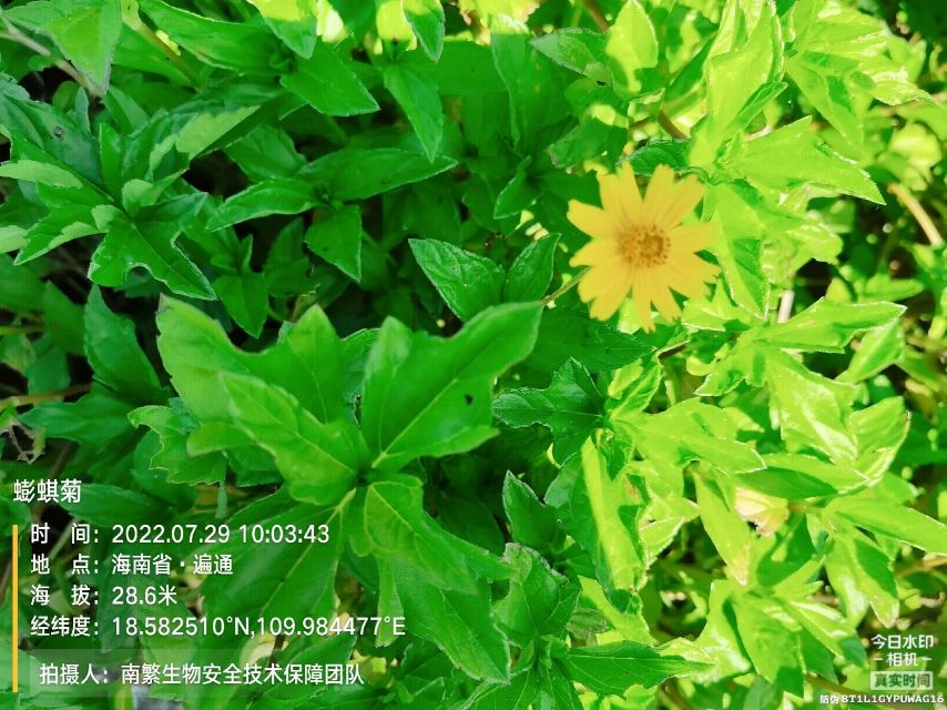 蟛蜞菊