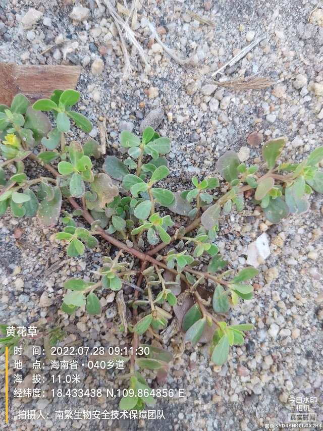 黄花草