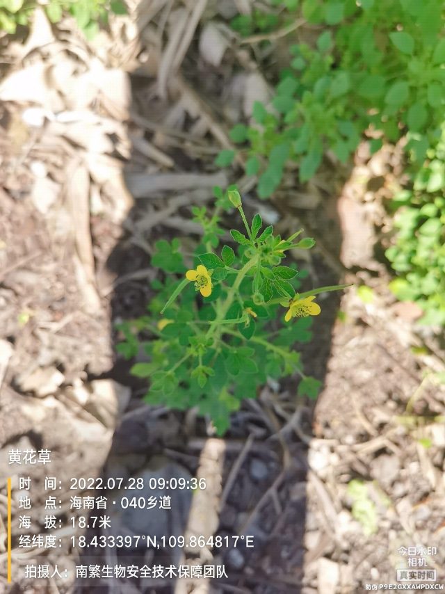 黄花草