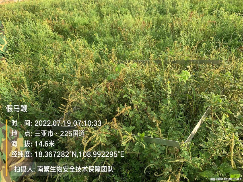 假马鞭